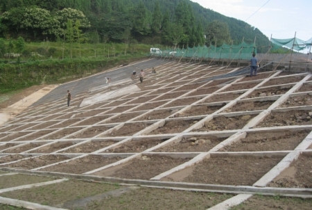 四川水庫堤壩白蟻防治